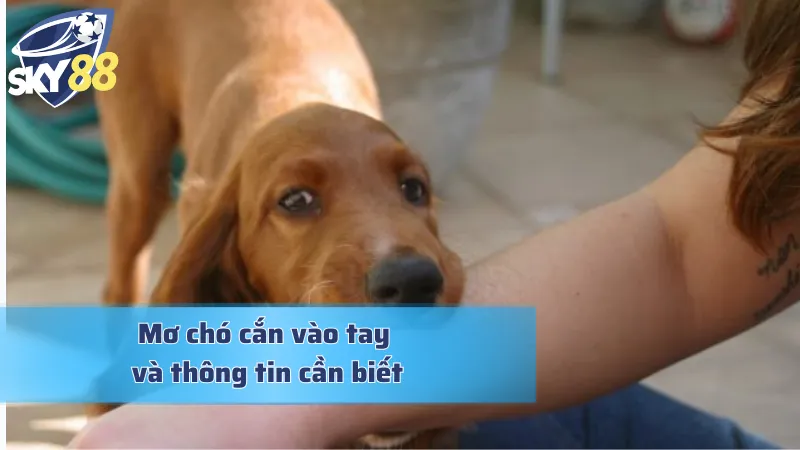 Mơ Chó Cắn Vào Tay Và Bật Mí Những Con Số Tài Lộc Ẩn Giấu Mơ chó cắn vào tay và những điều cơ bản cần biết