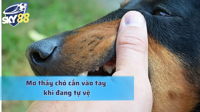 Mơ Chó Cắn Vào Tay Và Bật Mí Những Con Số Tài Lộc Ẩn Giấu Giải mã giấc mơ chó cắn vào tay khi đang tự vệ
