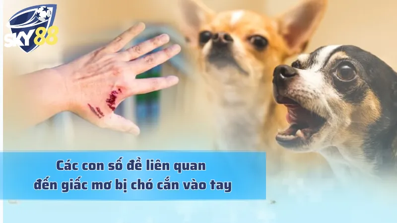 Mơ Chó Cắn Vào Tay Và Bật Mí Những Con Số Tài Lộc Ẩn Giấu Thấy chó cắn khi mơ và những con số may mắn