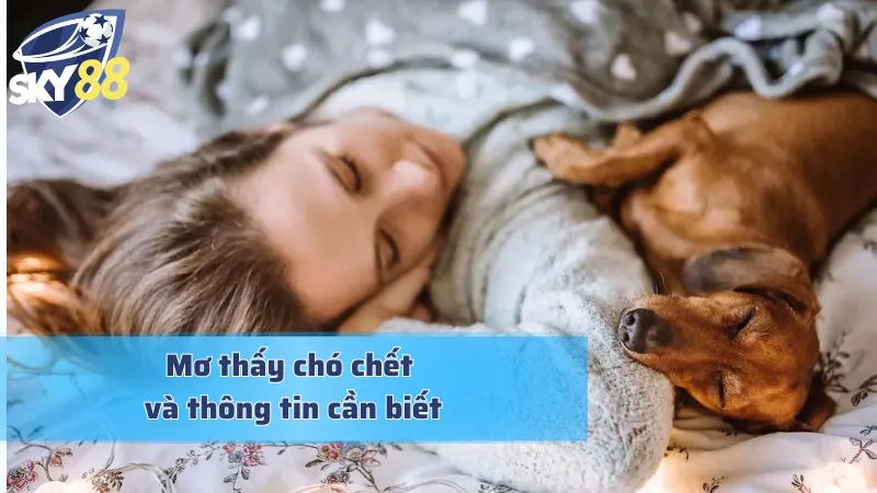 Mơ Thấy Chó Chết: Dự Báo Kết Thúc Hay Khởi Đầu Thịnh Vượng Mơ thấy chó chết và những điều cơ bản cần biết