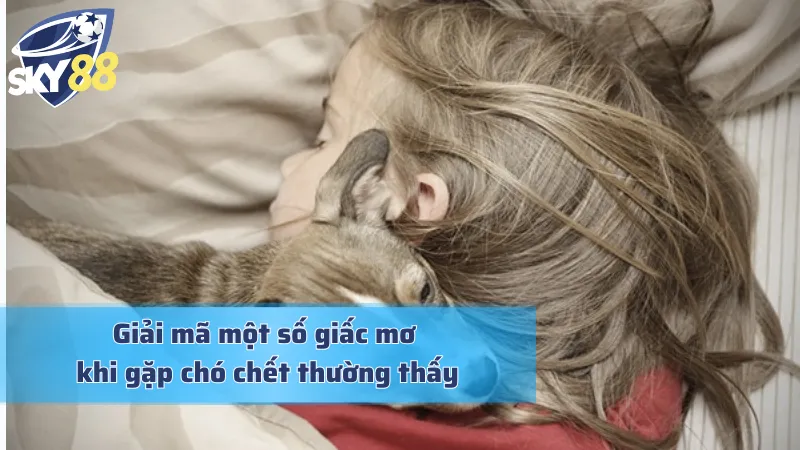 Mơ Thấy Chó Chết: Dự Báo Kết Thúc Hay Khởi Đầu Thịnh Vượng Giải mã giấc mơ khi thấy cho chết chi tiết và chuẩn chỉ