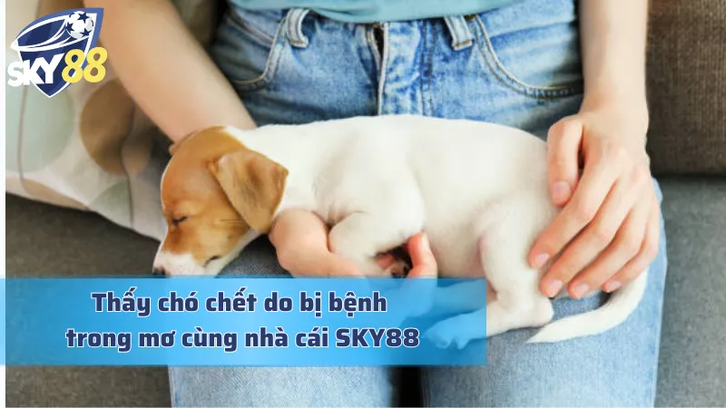 Mơ Thấy Chó Chết: Dự Báo Kết Thúc Hay Khởi Đầu Thịnh Vượng Giải mã giấc mơ thấy chó chết vì bị bệnh