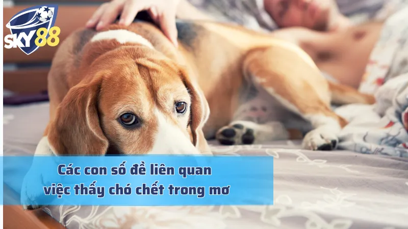 Mơ Thấy Chó Chết: Dự Báo Kết Thúc Hay Khởi Đầu Thịnh Vượng Thấy chó chết khi mơ với những con số tài lộc đính kèm
