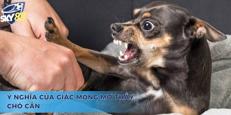 Tìm Hiểu Mơ Chó Cắn Vào Tay Đánh Con Gì Và Ý Nghĩa Đằng Sau Chiêm bao và câu hỏi mơ chó cắn vào tay đánh con gì