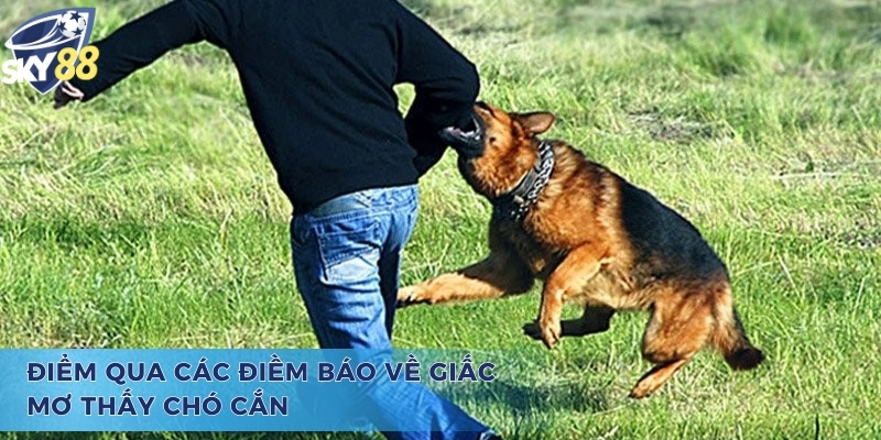 Tìm Hiểu Mơ Chó Cắn Vào Tay Đánh Con Gì Và Ý Nghĩa Đằng Sau Mơ chó cắn vào tay đánh con gì và điểm qua các điềm báo