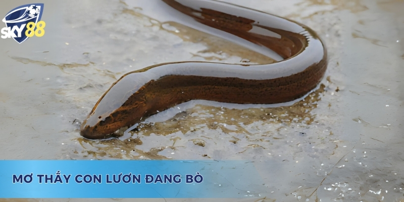 Mơ Thấy Lươn To Đánh Con Gì Và Ý Nghĩa Chiêm Bao Giấc Mộng Mơ thấy lươn to đánh con gì? - Ý nghĩa của giấc mơ lươn đang bò